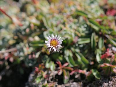 erigeron neglectus