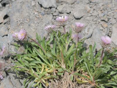 erigeron uniflorus