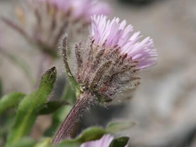 erigeron uniflorus detail