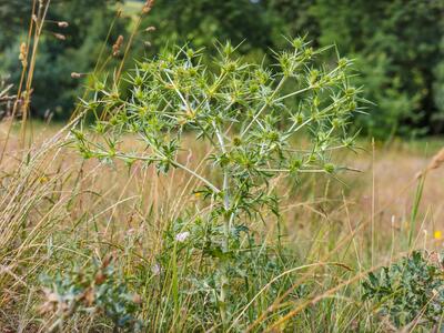 eryngium campestre