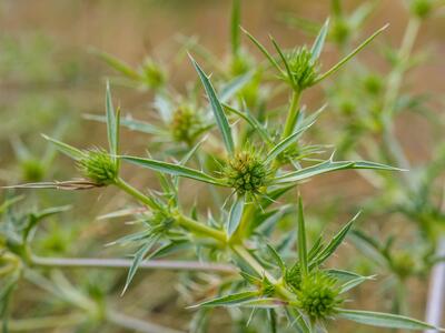 eryngium campestre detail