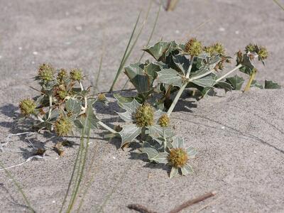 eryngium maritimum 1