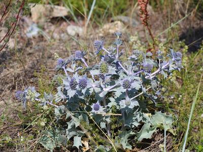 eryngium maritimum 2