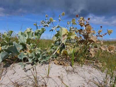 eryngium maritimum 3