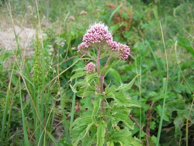 eupatorium cannabinum