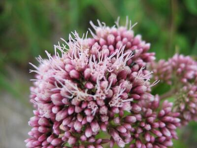 eupatorium cannabinum bluete