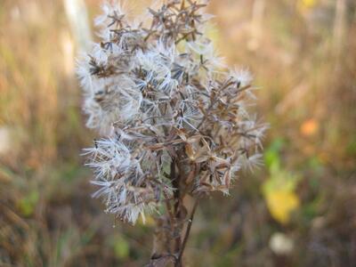 eupatorium cannabinum fruechte