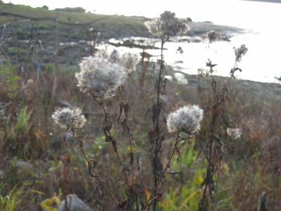 eupatorium cannabinum habitus