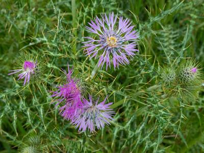 galactites tomentosa detail