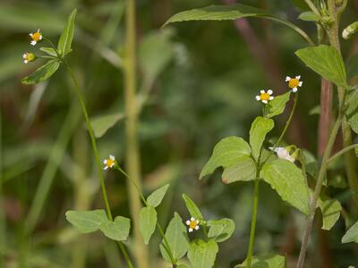 galinsoga parviflora