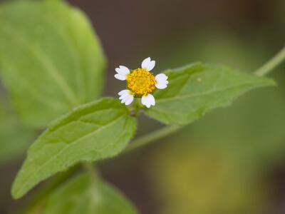 galinsoga parviflora bluete