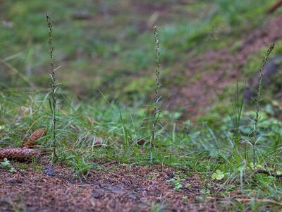 gnaphalium sylvaticum habitus