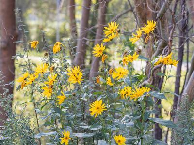 helianthus pauciflorus