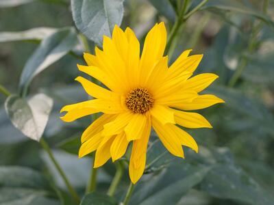 helianthus pauciflorus detail