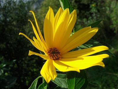 helianthus tuberosus