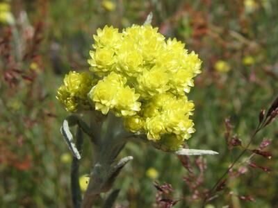 helichrysum arenarium