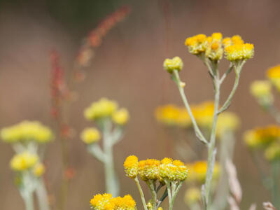 helichrysum arenarium habitus