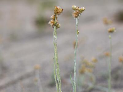 helichrysum luteoalbum