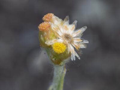 helichrysum luteoalbum detail