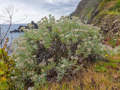 helichrysum melaleucum