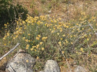 helichrysum stoechas