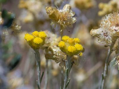 helichrysum stoechas detail