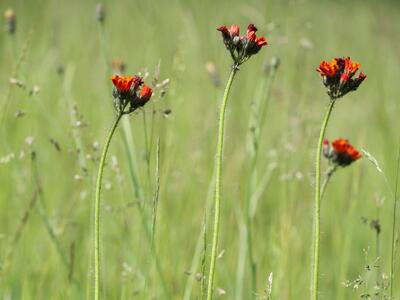 hieracium aurantiacum