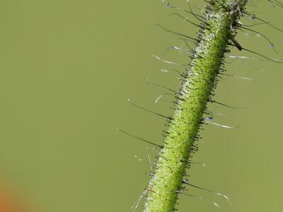 hieracium aurantiacum druesenhaare