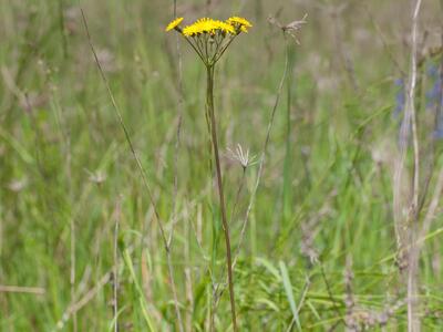 hieracium floribundum