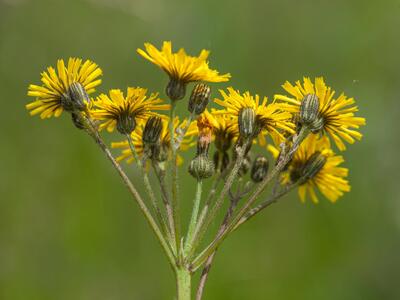 hieracium floribundum detail