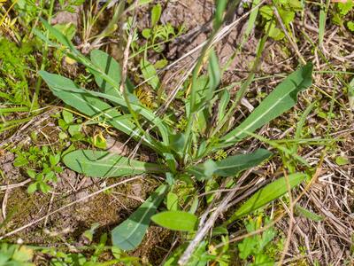 hieracium floribundum rosette