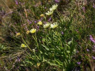 hieracium intybaceum