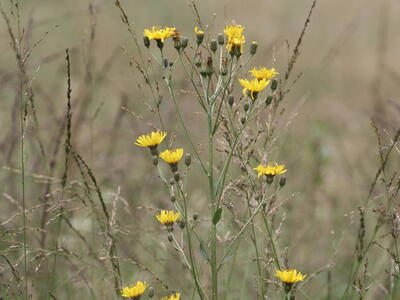 hieracium lachenalii