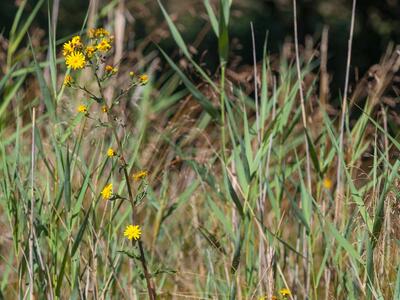 hieracium laevigatum