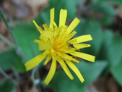 hieracium murorum