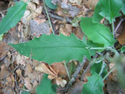 hieracium murorum blatt