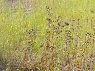 hieracium piloselloides florentinum