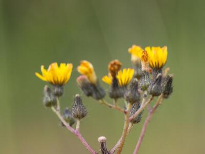 hieracium piloselloides florentinum bluete