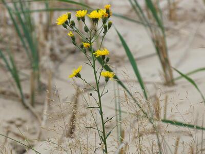 hieracium umbellatum