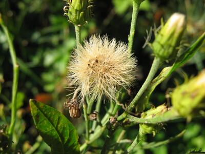 hieracium umbellatum frucht