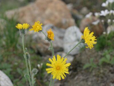 hieracium villosum