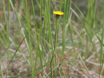 hypochaeris maculata