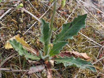 hypochaeris maculata blatt