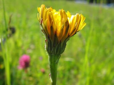 hypochaeris radicata