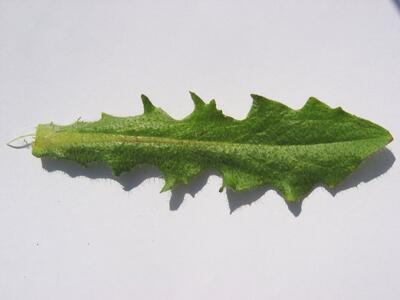 hypochaeris radicata blatt