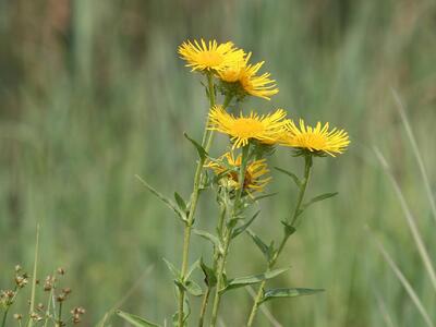 inula britannica