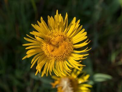 inula britannica detail