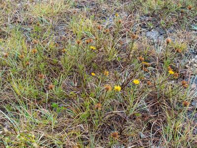 inula ensifolia