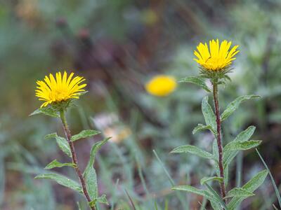 inula hirta