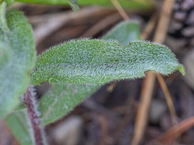 inula hirta blatt